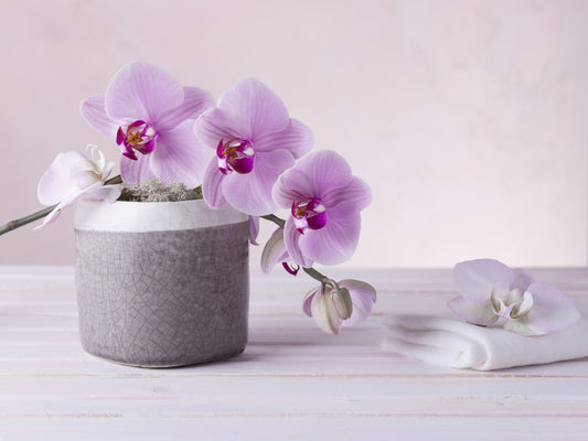 Minimalist Orchid Still Life Wall Mural