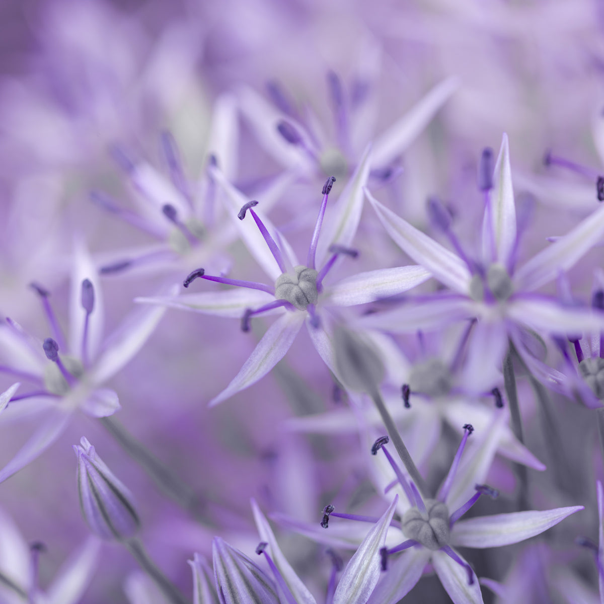 Violetter Allium-Makroblüten-Wandbild in your room — zoomed