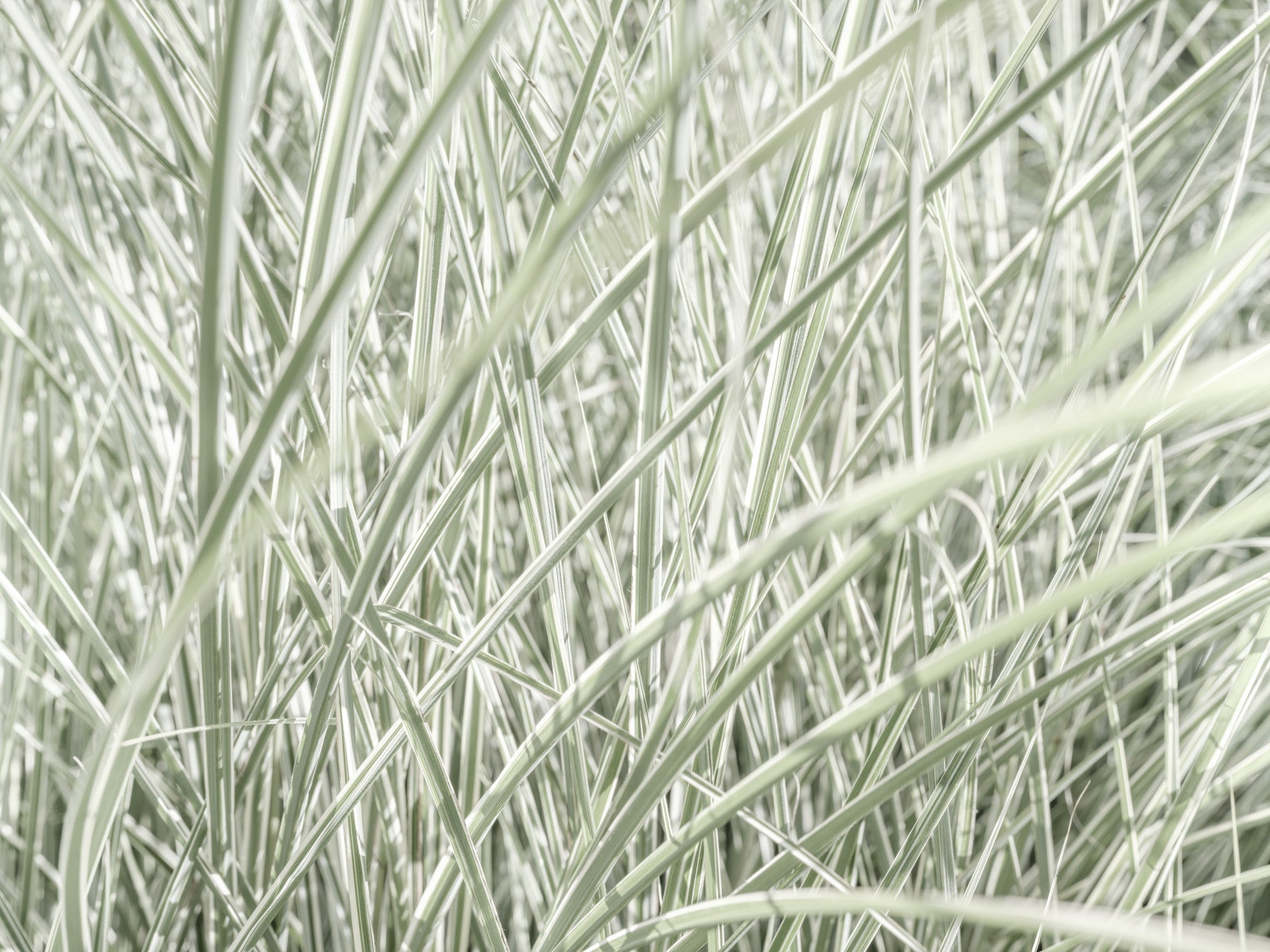 Biophilic wallpaper of grass blades behind a gray sofa and rattan coffee table GD13142