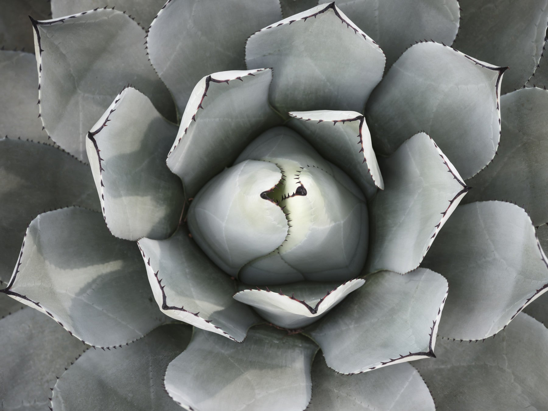 Botanical wallpaper of a gray agave rosette in a white kitchen with light wood dining set GD13148