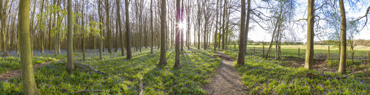 Wandgemälde „Waldmorgen-Sonnenlicht“