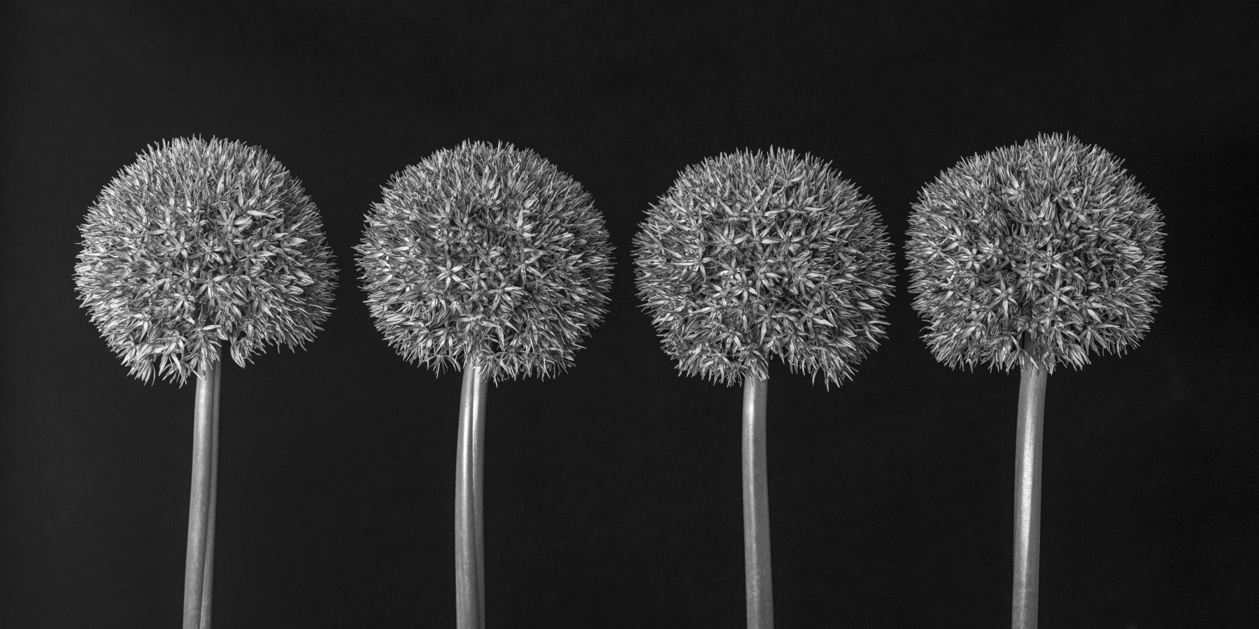 Geometrisches Wandbild mit Allium-Blumenmuster