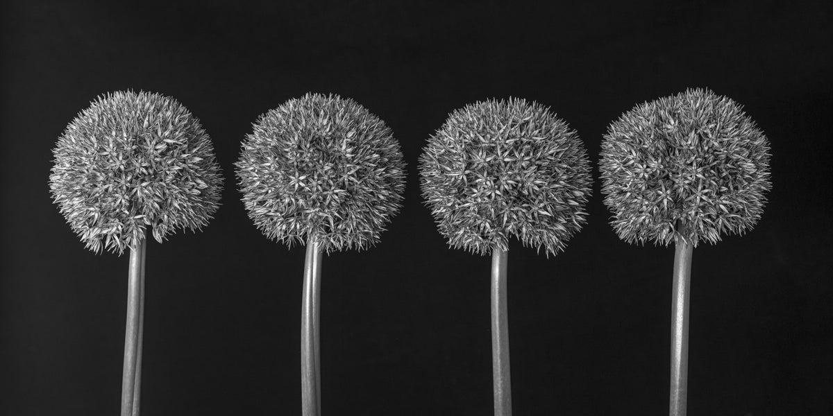 Geometrisches Wandbild mit Allium-Blumenmuster in your room — zoomed