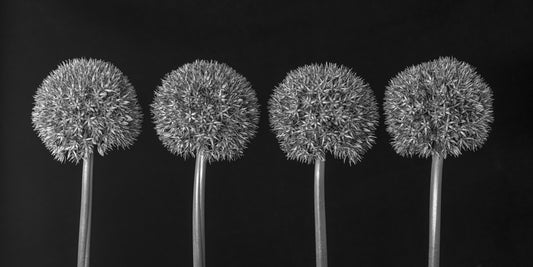 Geometrisches Wandbild mit Allium-Blumenmuster