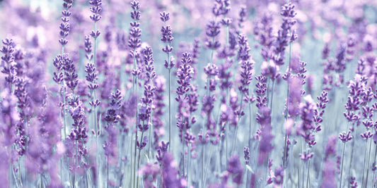 Abstract Lavender Dreamscape Wall Mural