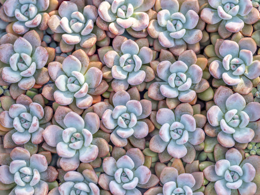 Desert Bloom Succulent Motif Wall Mural