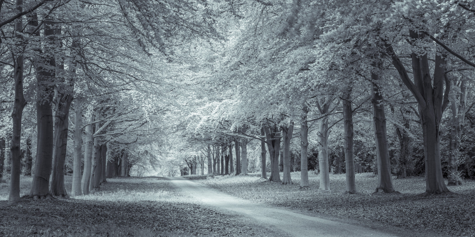 Serene wandmuurschildering van een pad onder een bosluifel