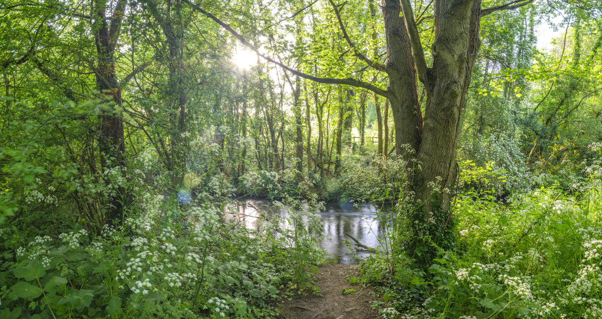 Wandbild „Sun-Dappled Wilderness Woodland View“