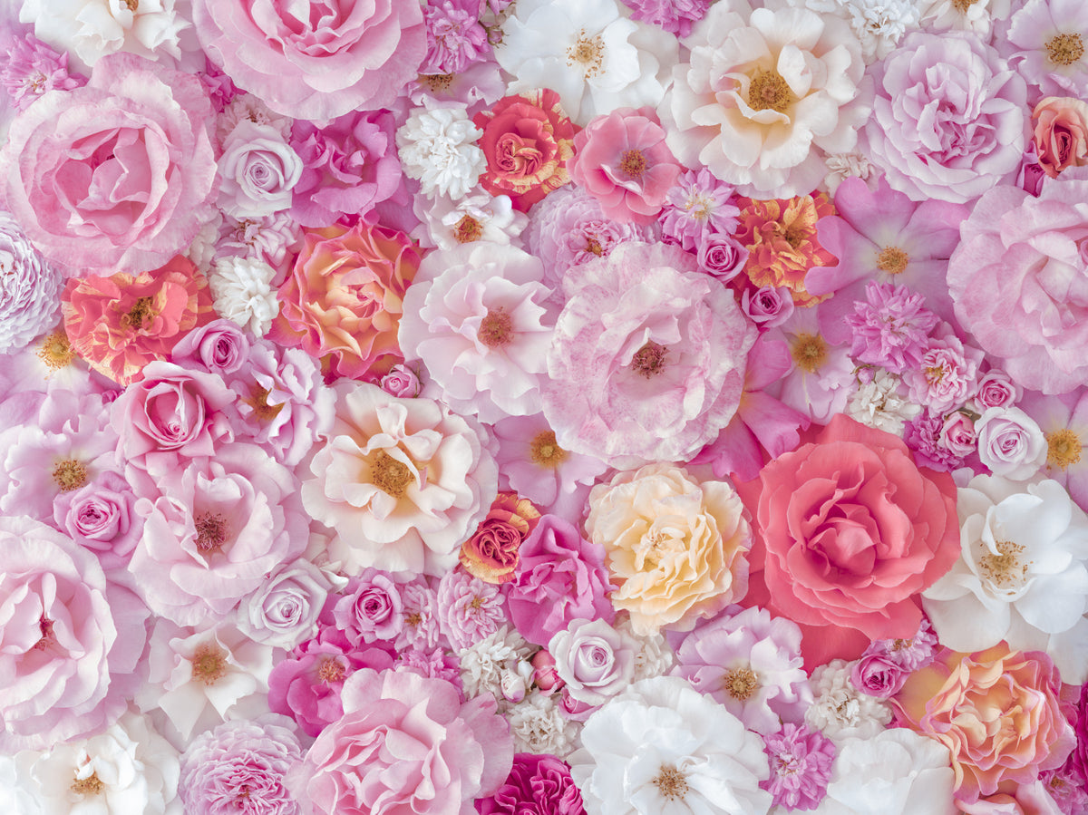 Panoramique mural Summer Garden Petal Symphony in your room — zoomed