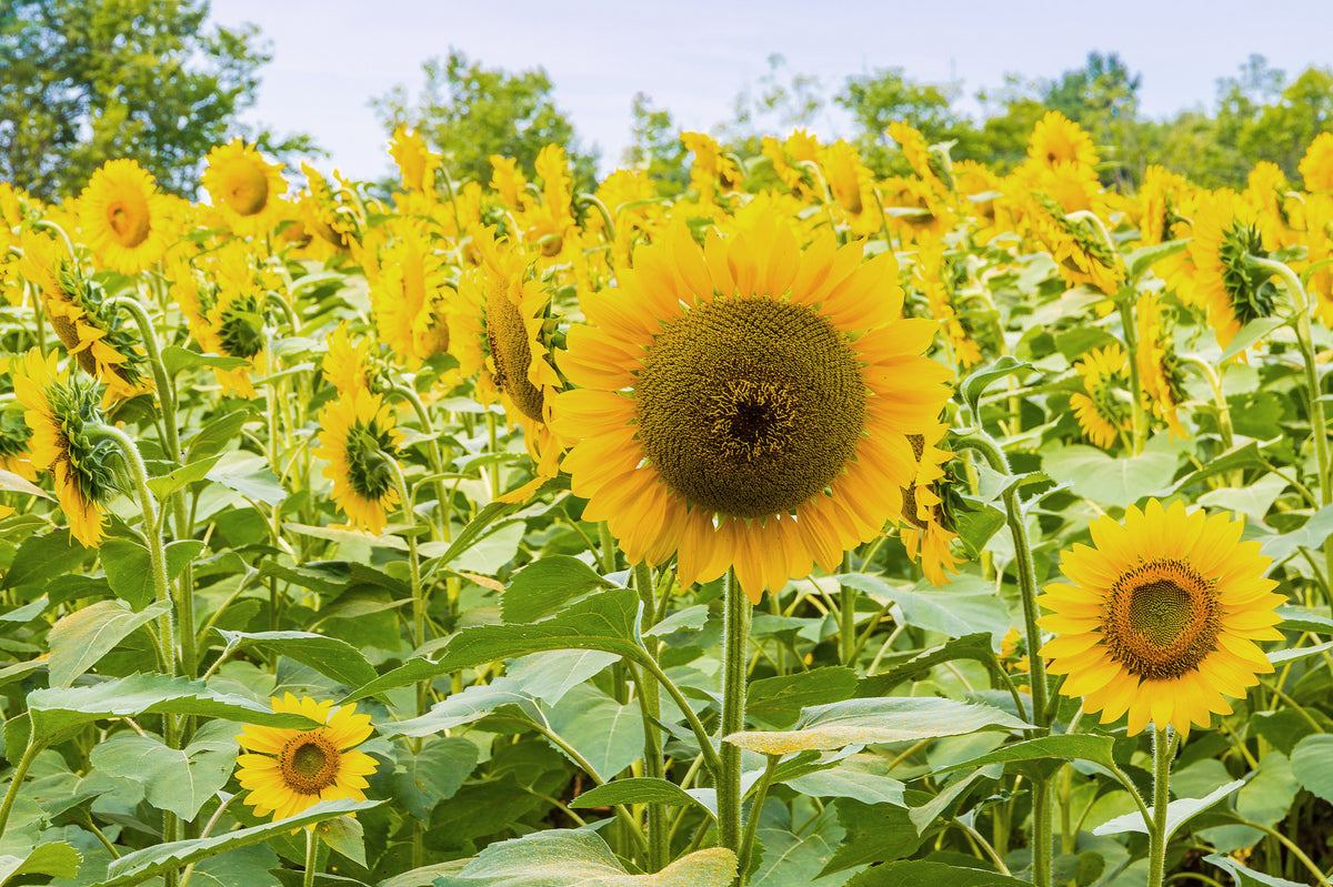 Papier peint panoramique champ de tournesols dorés dans une prairie in your room — zoomed
