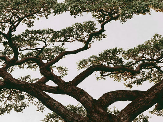 Ancient Canopy Silhouette Wall Mural