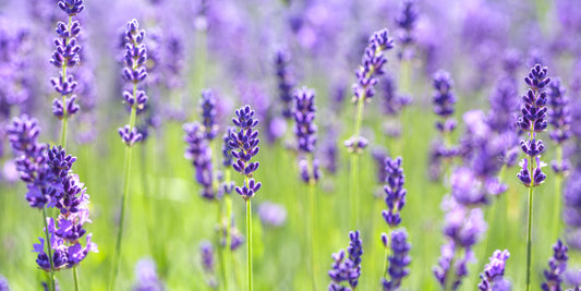 Abstrakt blomstermotiv i lavendelharmoni til veggmaleri