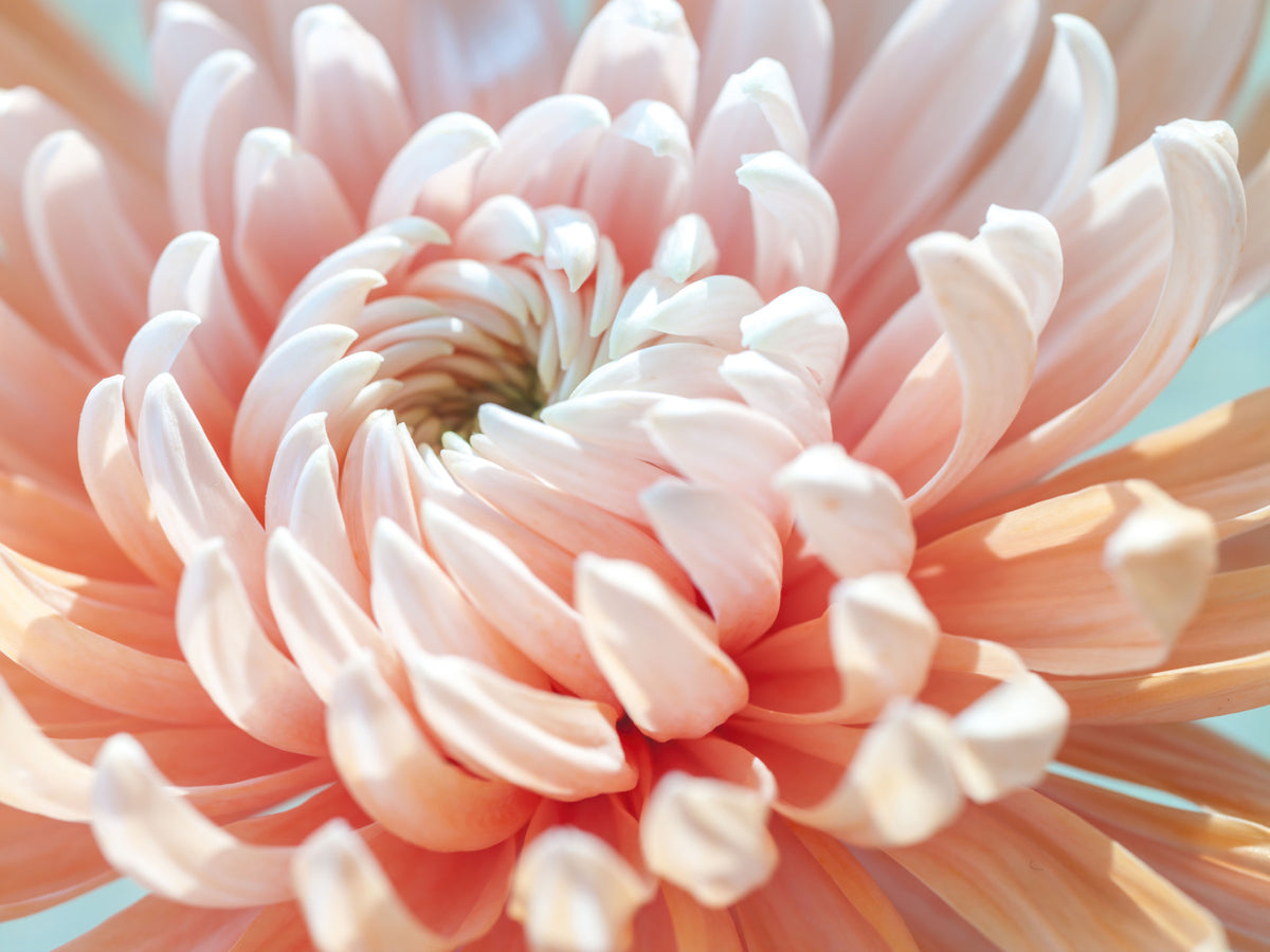 Fototapet med nærbilde av korallblomst in your room — zoomed