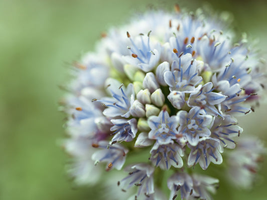 抽象的な春の花びらの房の壁画