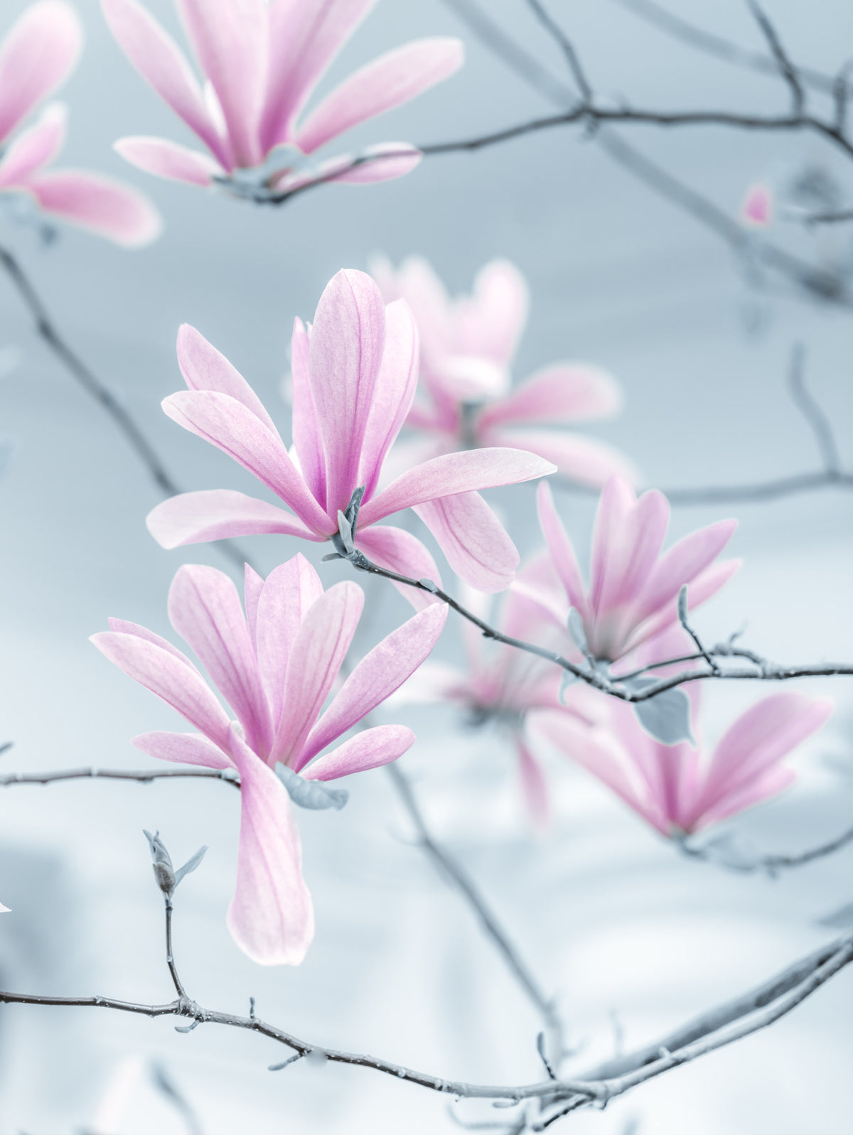 Papier peint panoramique de branches de magnolia minimalistes in your room — zoomed