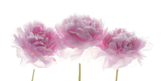 Papier peint panoramique minimaliste aux pétales rose poudré
