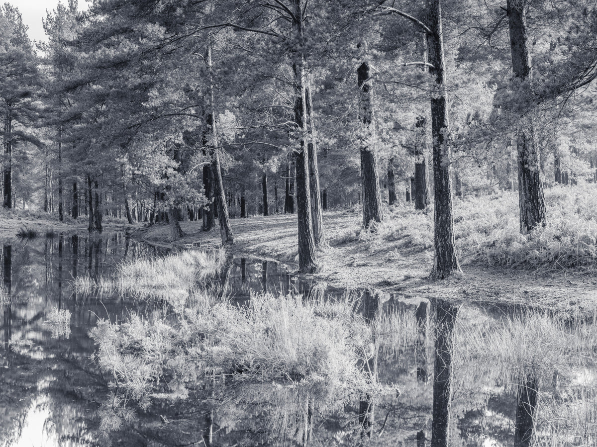 Fresque murale d’un reflet de forêt de pins monochrome in your room — zoomed