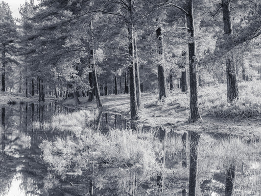Fresque murale d’un reflet de forêt de pins monochrome