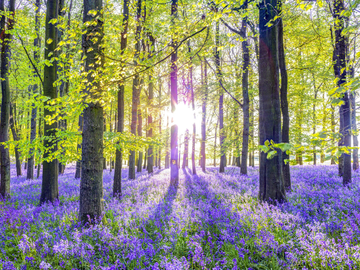Wandbild „Frühlingshafte violette Waldlandschaft“ in your room — zoomed