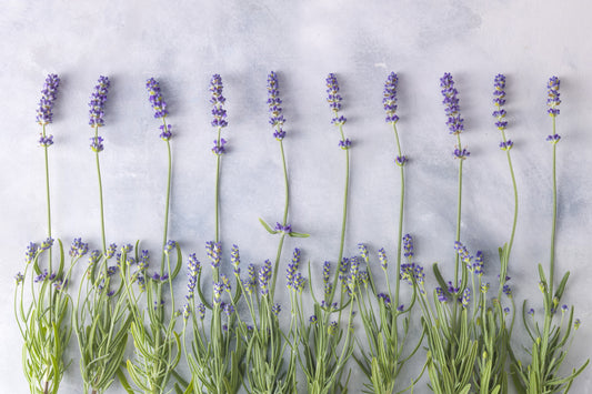 Fotomurale minimalista con texture di erbe aromatiche da giardino