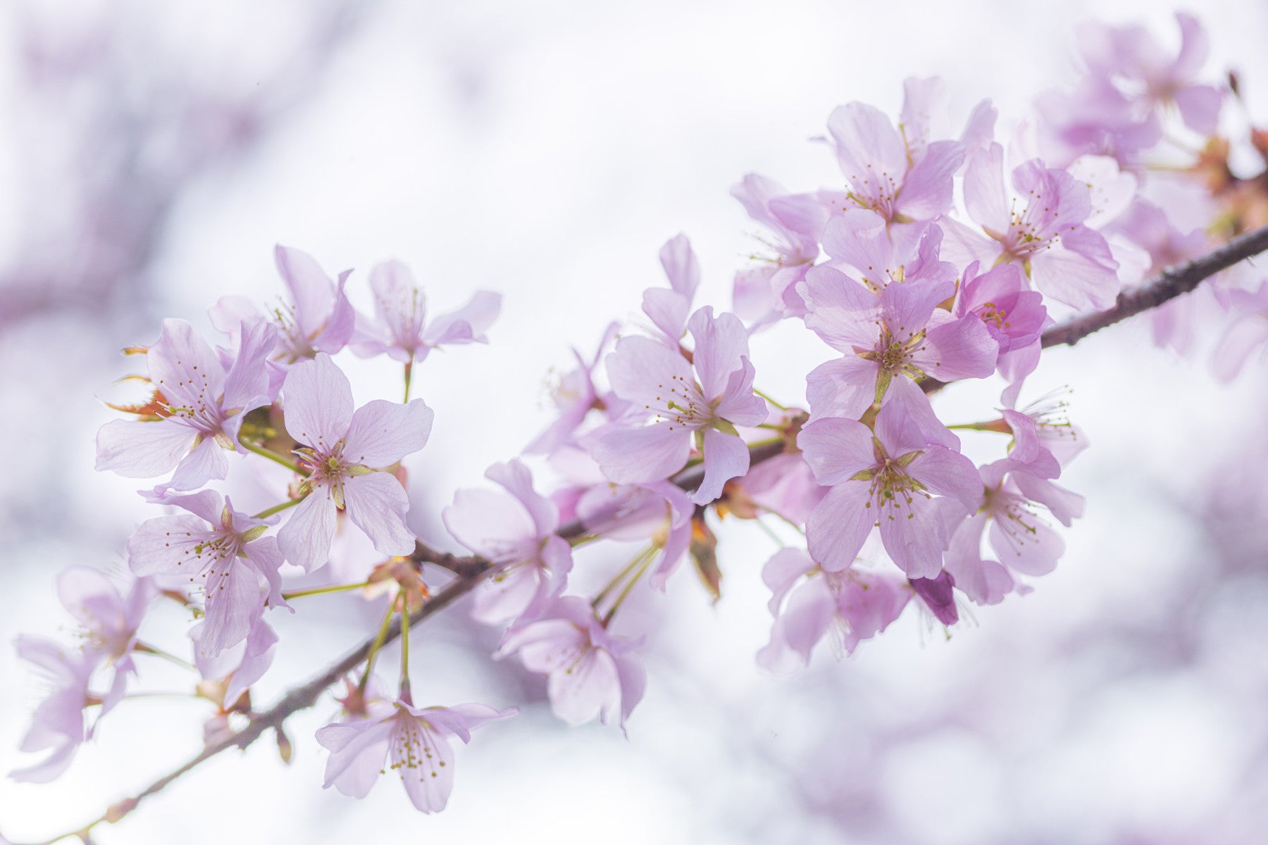 Minimalistisk väggmålning med vårens blomblad
