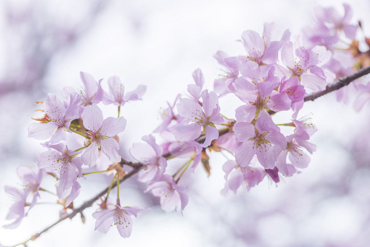 Minimalistisk väggmålning med vårens blomblad in your room