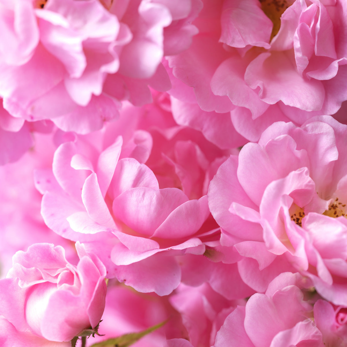 バラの花びらをマクロ撮影した抽象的な壁画