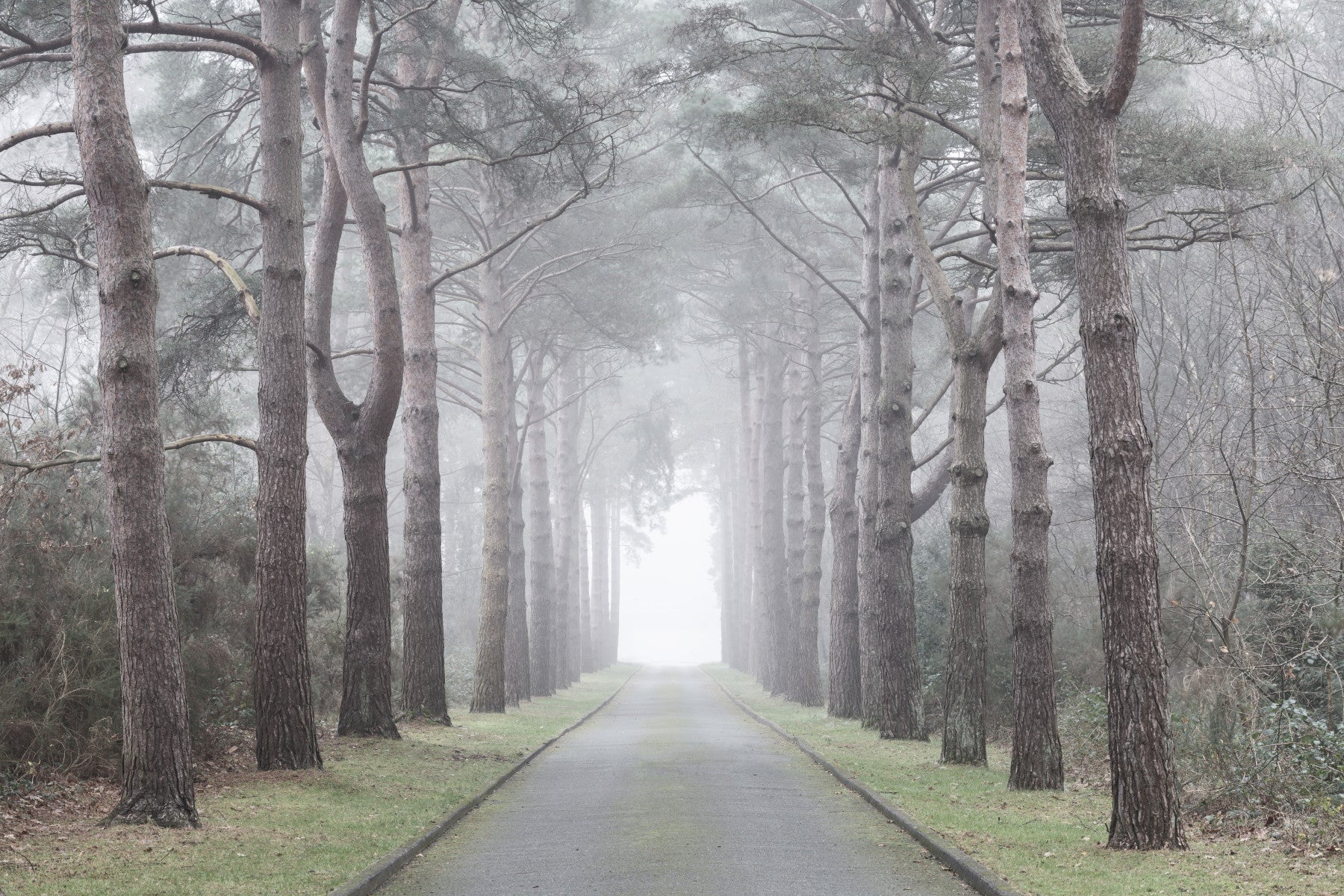 Enchanted Foggy Pine Corridor Wall Mural
