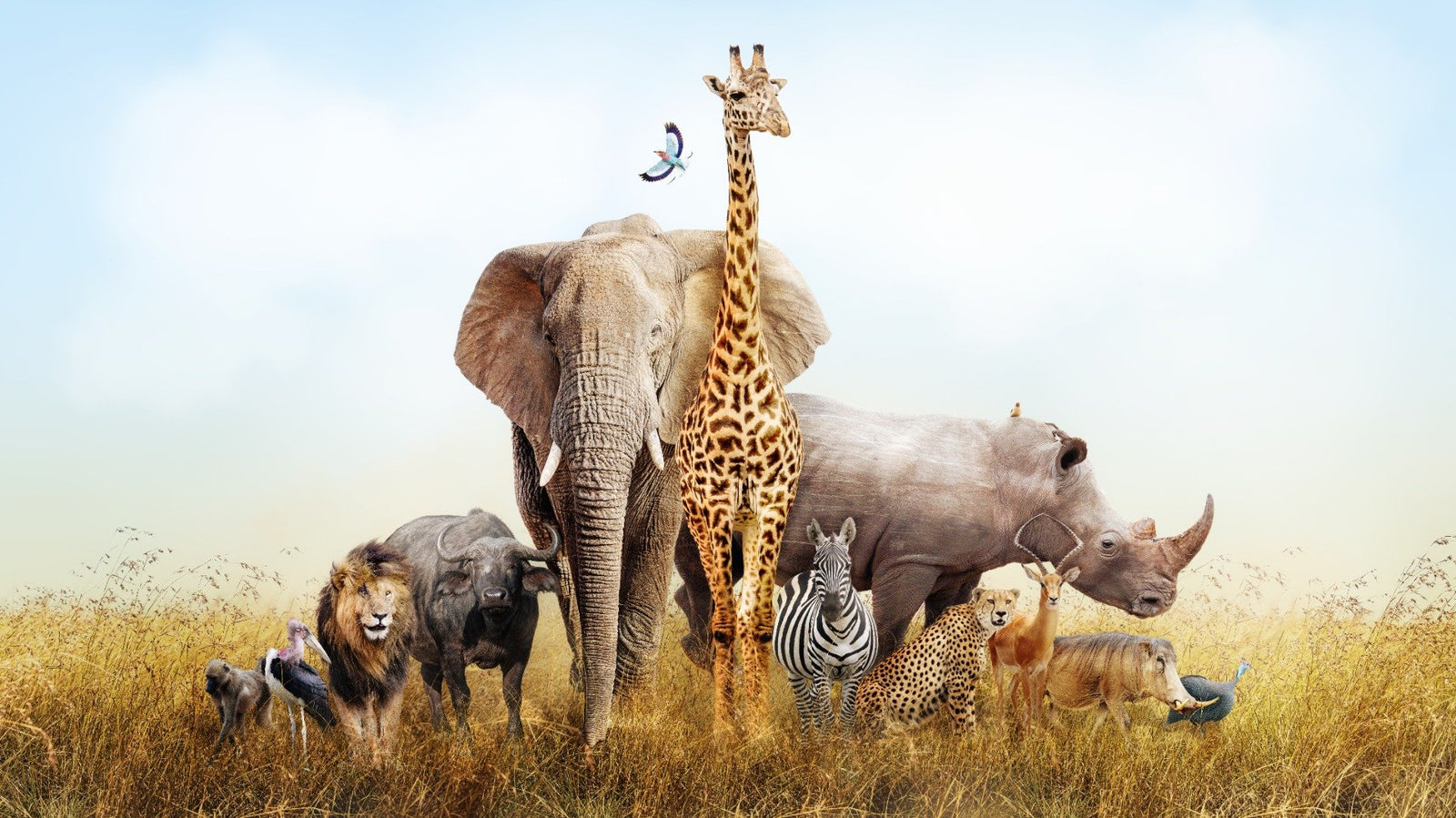 African Animals Safari Kids Room Wallpaper