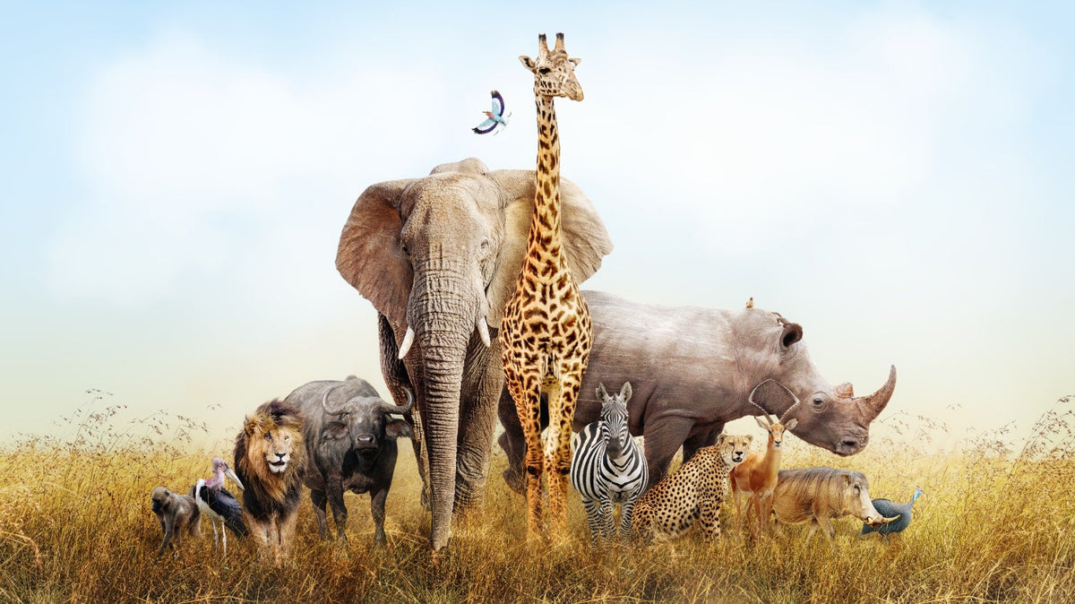 African Animals Safari Kids Room Wallpaper in your room — zoomed
