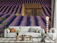 Serene lavender field wallpaper creating a calming, nature-inspired interior.