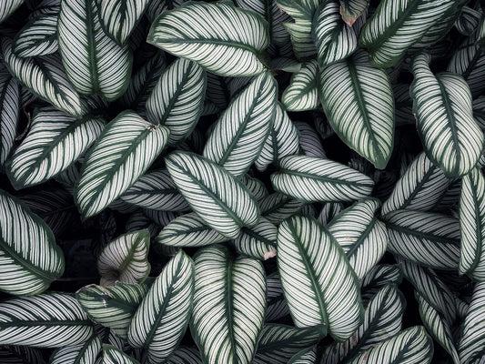 Green White Leaves Wallpaper Mural