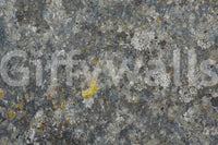 Lichen Rock Texture Wall Mural -2566591