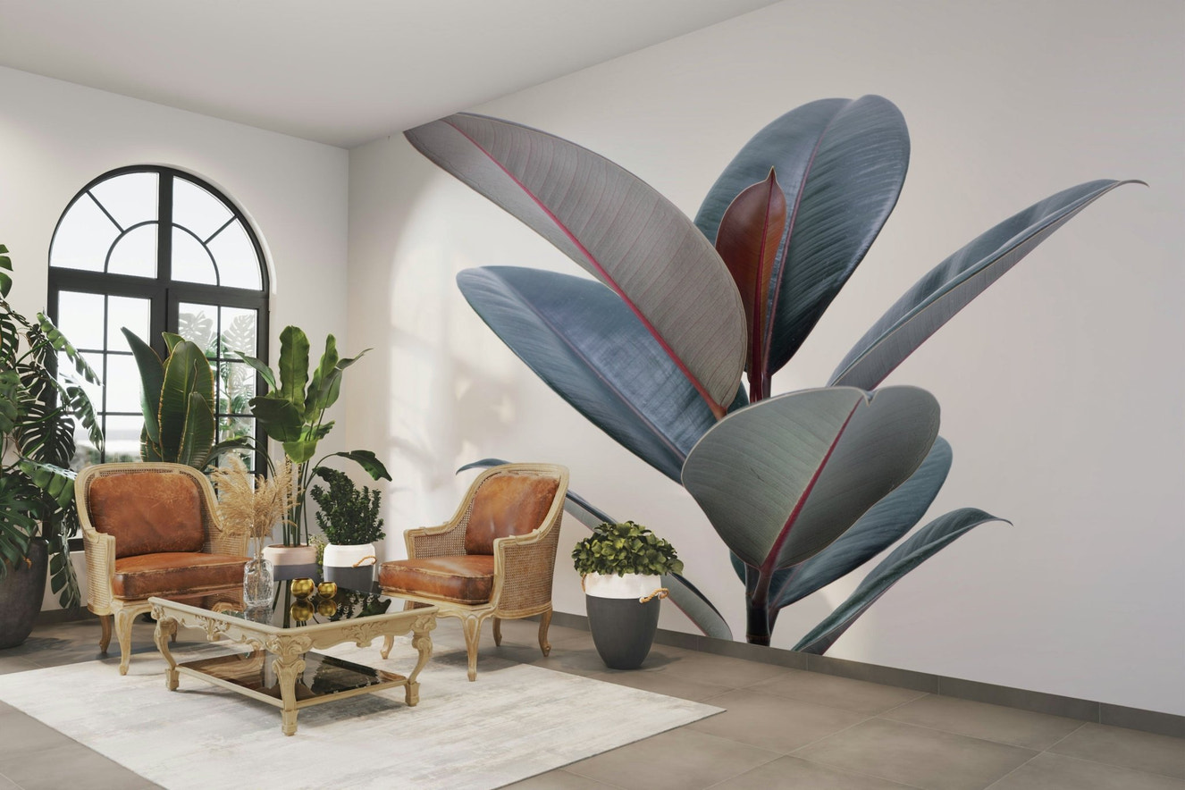 Rubber plant mural with large green glossy leaves

