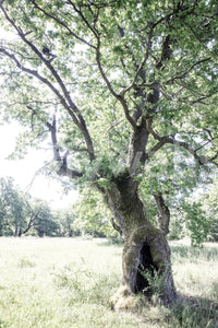 Rustic decor wall mural

