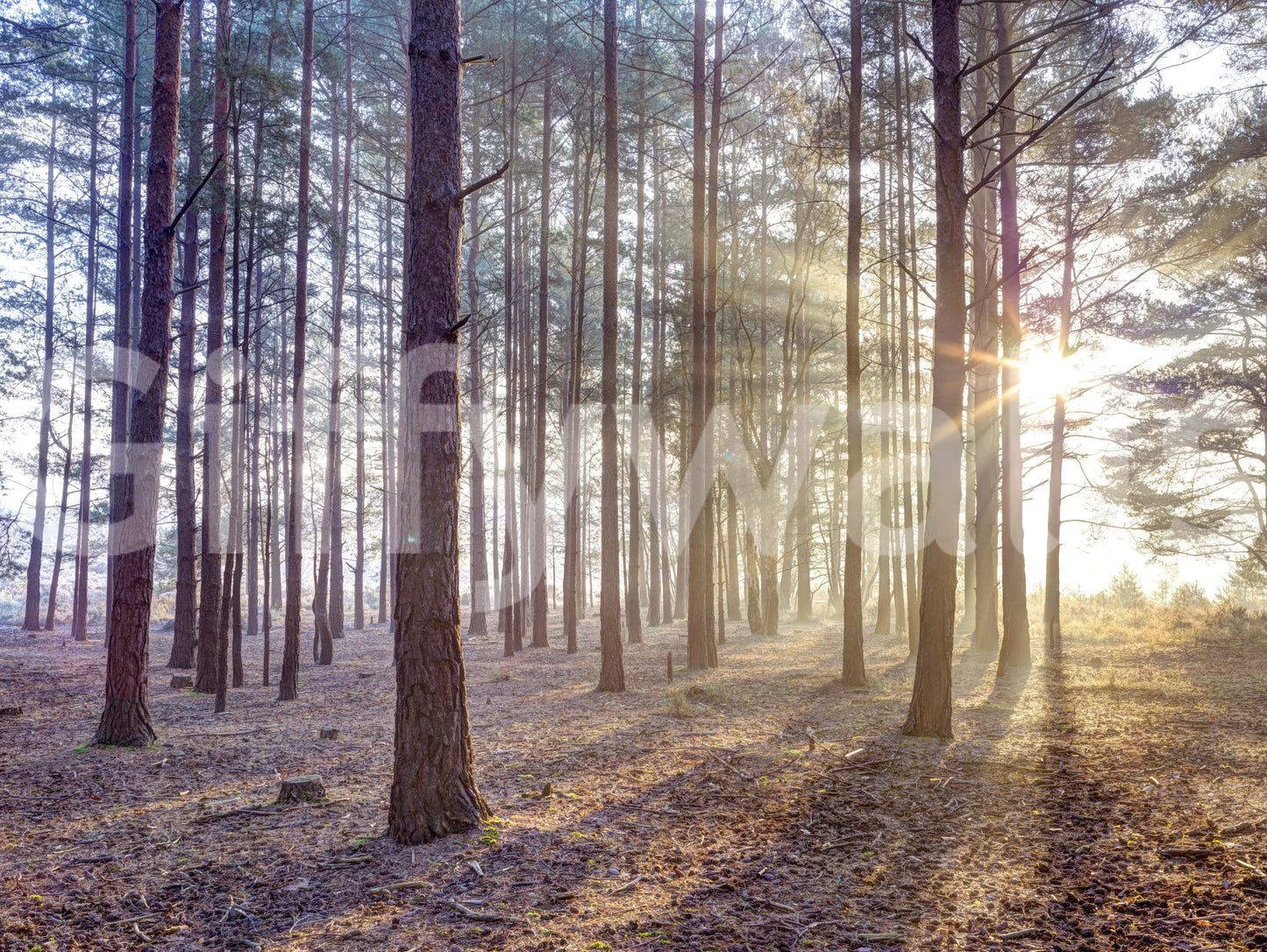Shrouded in Mystery Wall Mural