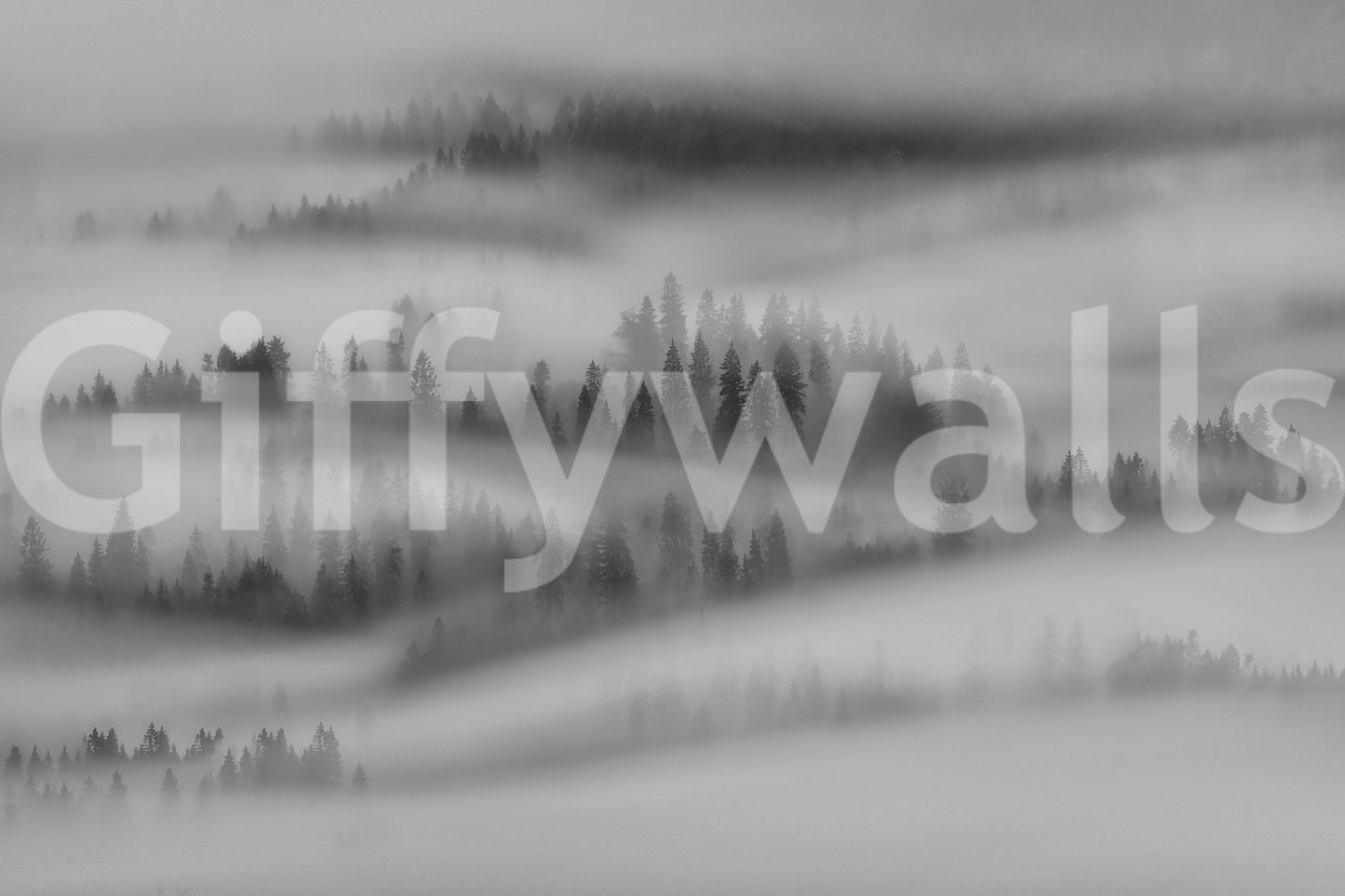 Woodland ambiance, silent shadowy trees, elegant forest photo wallpaper.