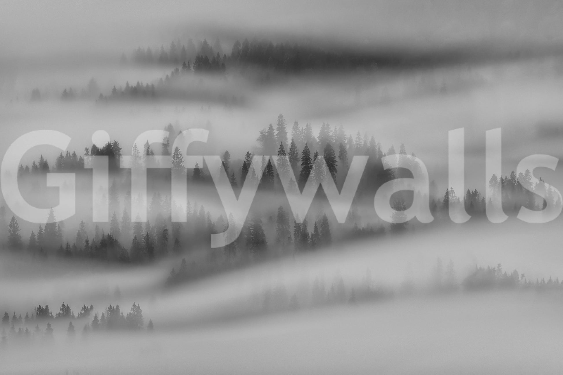 Woodland ambiance, silent shadowy trees, elegant forest photo wallpaper.
