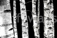 Striking vertical lines wallpaper Monochrome Woods birch design.