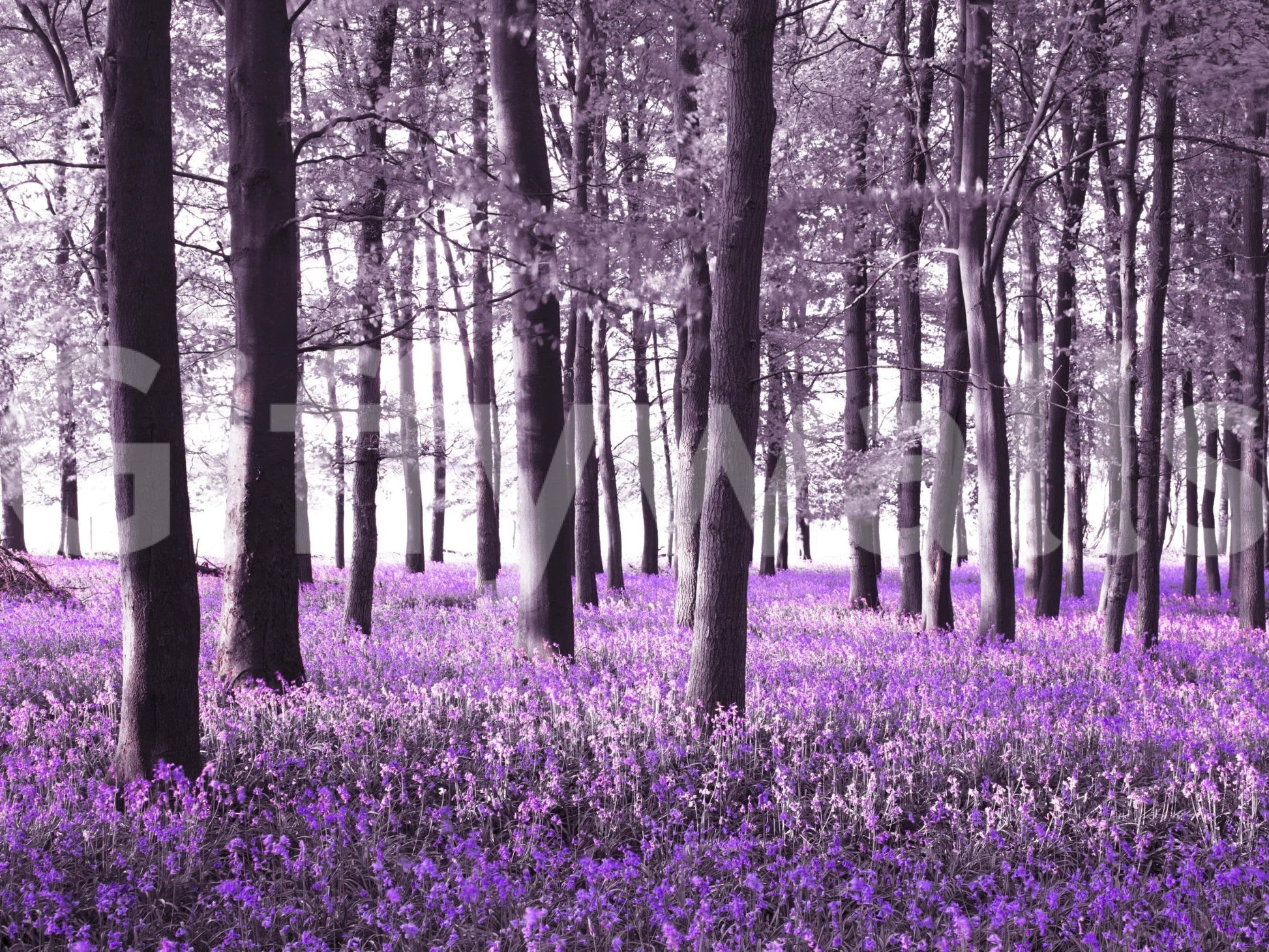 Mysteries of Bluebell Forest Wallpaper