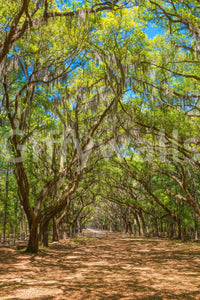 Calm and shady avenue wall mural
