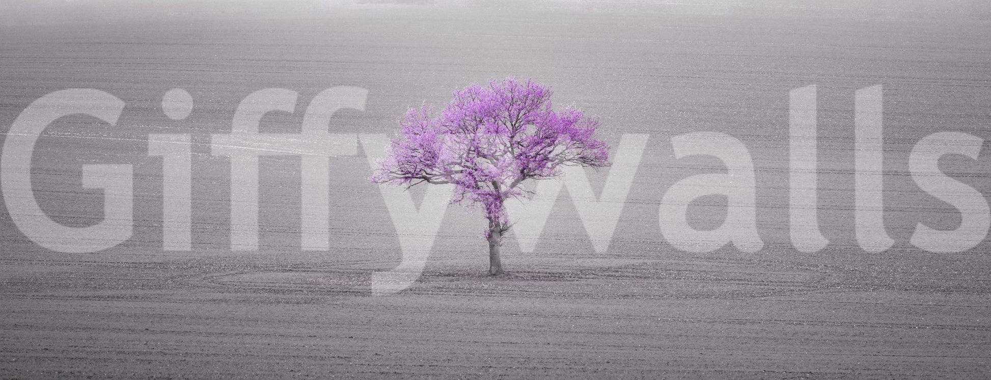 soft and calming floral scene

