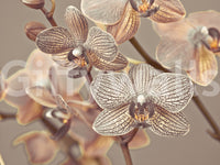 Orchid Whisper Wall Mural