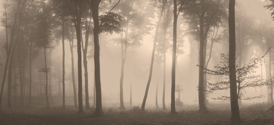 Spooky Haunted Halloween Foggy Forest Tapete Wandbild