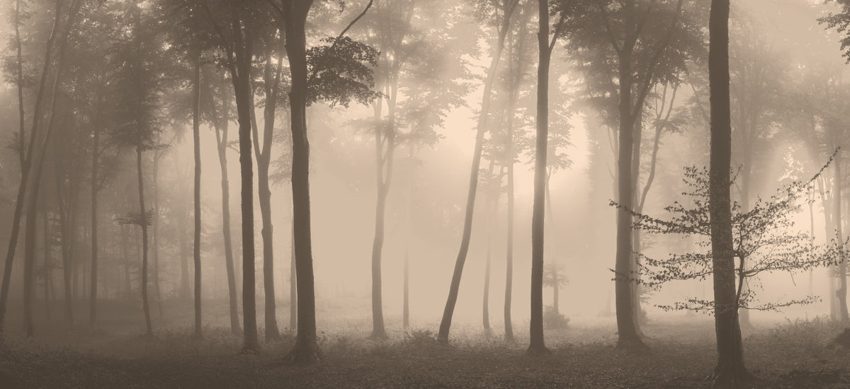 Spetosa sfondo di Halloween Foggy Foggy Murale in your room