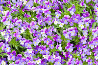 Bold botanical wall mural with pansies
