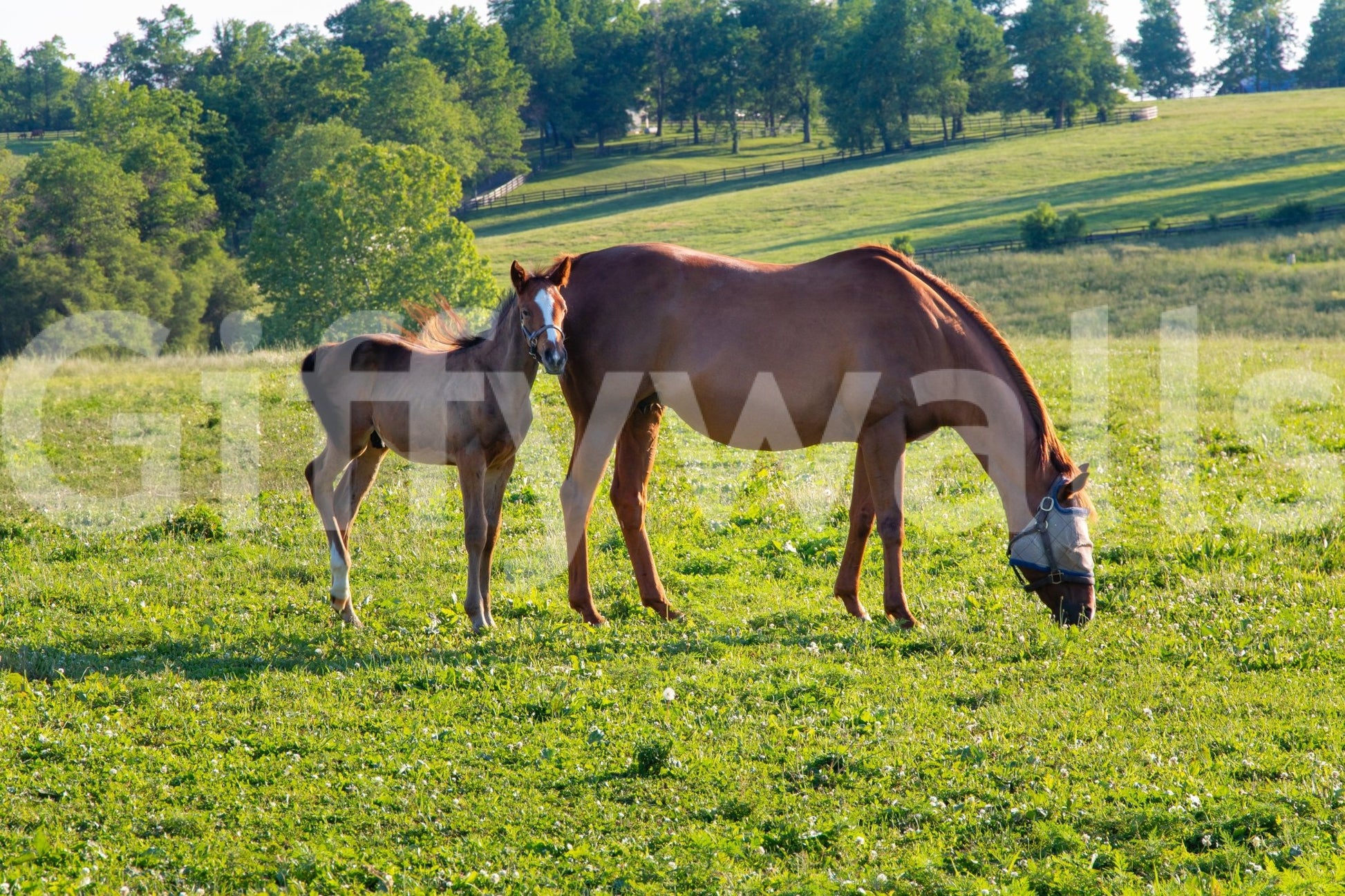 Pastoral Equine Duo Wall Mural