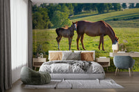 Pastoral Equine Duo Wall Mural