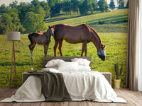 Pastoral Equine Duo Wall Mural