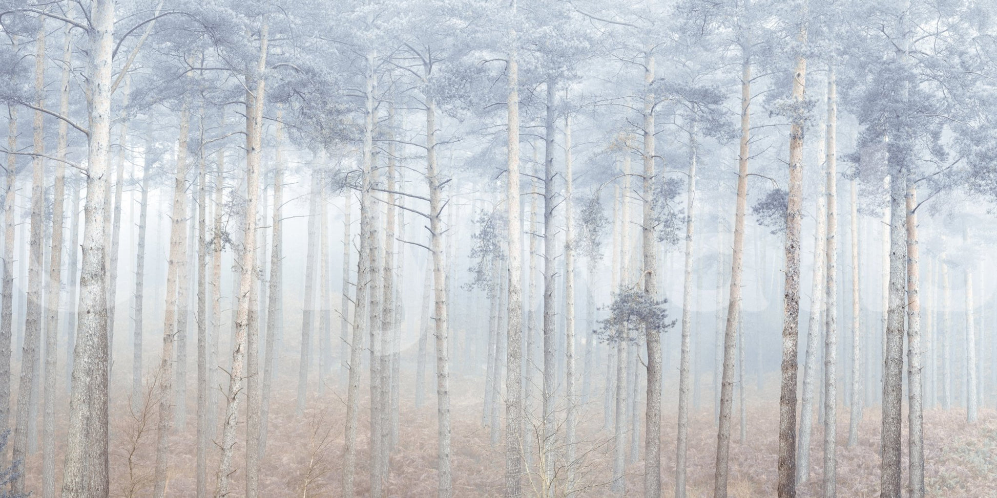 Neutral color palette in the Pine Forest Serenity Wall Mural print.